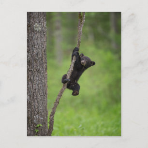 Carte Postale Black Bear Cub jouant sur le membre de l'arbre