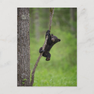 Carte Postale Black Bear Cub jouant sur le membre de l'arbre