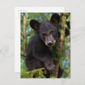 Carte Postale Black Bear Cub Jouer dans les arbres (Devant / Derrière)