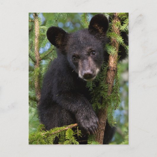 Carte Postale Black Bear Cub Jouer dans les arbres (Devant)