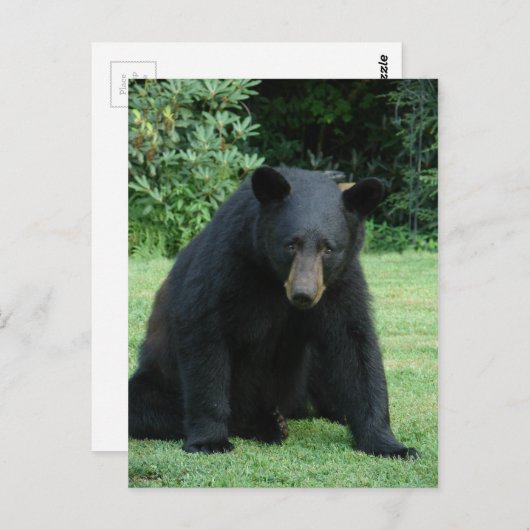 Carte Postale Black Bear - "Cubby I'm hear!" (Devant / Derrière)