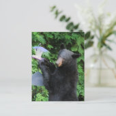 Carte Postale Black Bear - "Cubby - Je ne fais que vérifier !" (Debout devant)