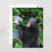 Carte Postale Black Bear - "Cubby - Je ne fais que vérifier !" (Devant / Derrière)