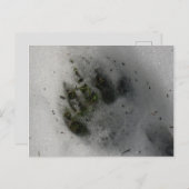 Carte Postale Black Bear Paw (Devant / Derrière)