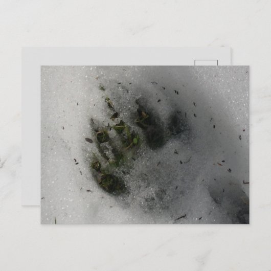 Carte Postale Black Bear Paw (Devant / Derrière)