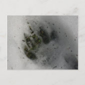 Carte Postale Black Bear Paw (Devant)