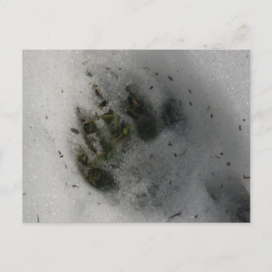 Carte Postale Black Bear Paw (Devant)