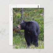 Carte postale Black Bear Wildlife (Devant / Derrière)