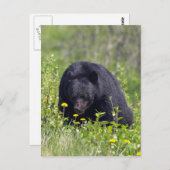 Carte postale Black Bear Wildlife (Devant / Derrière)