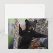Carte Postale Black Bears Cub Lounge (Devant / Derrière)