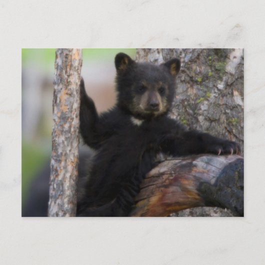 Carte Postale Black Bears Cub Lounge (Devant)