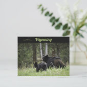 Carte Postale Black Bears Yellowstone National Park Wyoming (Debout devant)