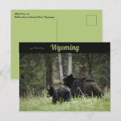 Carte Postale Black Bears Yellowstone National Park Wyoming (Devant / Derrière)