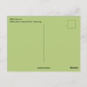 Carte Postale Black Bears Yellowstone National Park Wyoming (Dos)