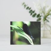 Carte postale Black & Blue Damselfly (Debout devant)