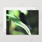 Carte postale Black & Blue Damselfly (Devant / Derrière)