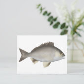 Carte Postale Black Bream (Debout devant)
