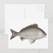 Carte Postale Black Bream (Devant / Derrière)