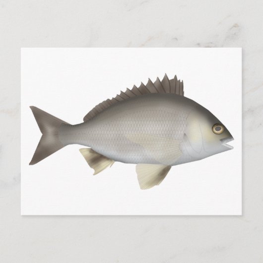 Carte Postale Black Bream (Devant)