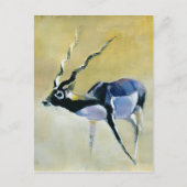 Carte Postale Black Buck Velavadar 1997 (Devant)