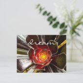 Carte Postale Black Cactus Succulent Photographie Dream Script (Debout devant)