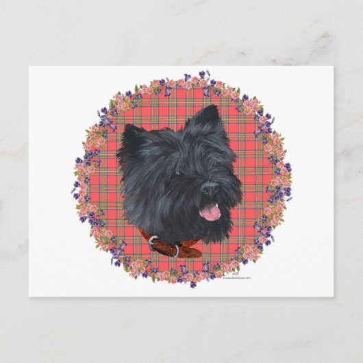 Carte Postale Black Cairn Head Study (Devant)