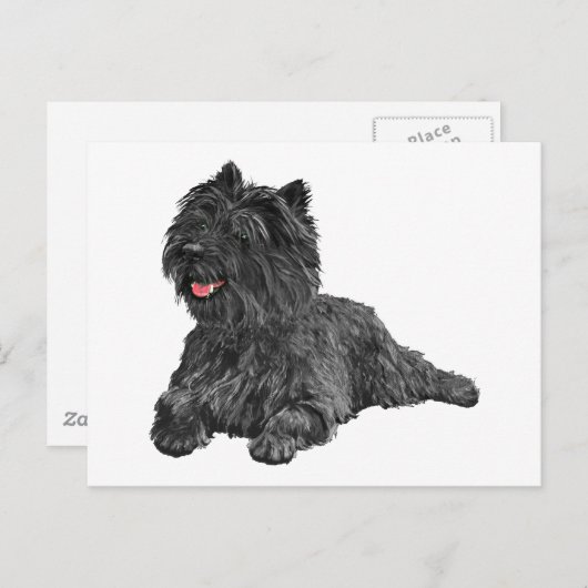 Carte Postale Black Cairn Terrier (Devant / Derrière)