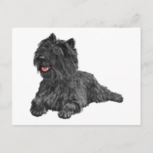 Carte Postale Black Cairn Terrier