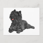 Carte Postale Black Cairn Terrier (Devant)