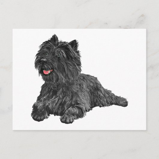 Carte Postale Black Cairn Terrier (Devant)