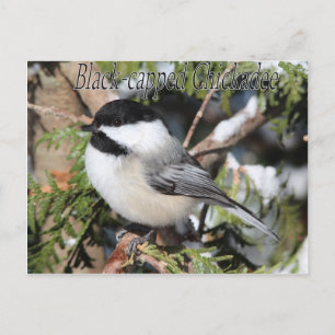 Carte Postale Black-capped Chickadee 9527