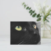 Carte postale Black Cat Green Eyes (Debout devant)