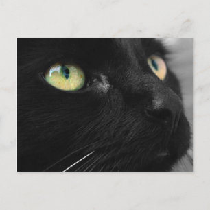 Carte postale Black Cat Green Eyes