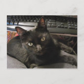 Carte Postale Black Cats Rock (Devant)