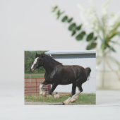 Carte Postale Black Clydesdale (Debout devant)