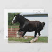 Carte Postale Black Clydesdale (Devant / Derrière)