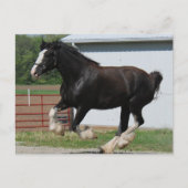 Carte Postale Black Clydesdale (Devant)