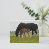 Carte Postale Black Clydesdale et Filly (Debout devant)