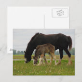 Carte Postale Black Clydesdale et Filly (Devant / Derrière)