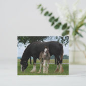 Carte Postale Black Clydesdale et Filly (Debout devant)