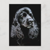 Carte Postale Black Cocker Spaniel (Devant)