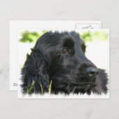 Carte postale Black Cocker Spaniel Dog (Devant / Derrière)