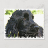 Carte postale Black Cocker Spaniel Dog (Devant)