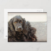 Carte Postale Black Cocker Spaniel "Harley" (Devant / Derrière)