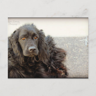 Carte Postale Black Cocker Spaniel "Harley"
