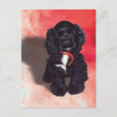 Carte Postale Black Cocker Spaniel Puppy - Abby (Devant)