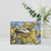Carte postale Black couronné Night Heron (Debout devant)