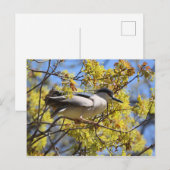 Carte postale Black couronné Night Heron (Devant / Derrière)