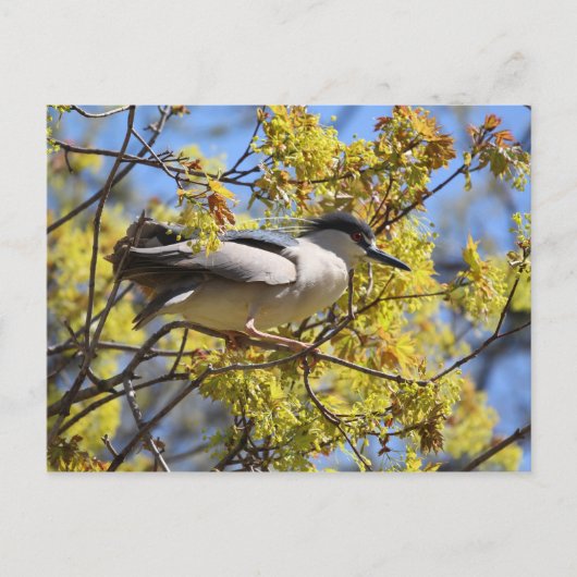 Carte postale Black couronné Night Heron (Devant)