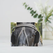Carte postale Black Draft Horse (Debout devant)